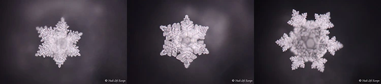 Drie waterkristallen gefotografeerd door het labo van Masaru Emoto na contact met Penta Power Tags — symmetrische hexagonale structuren als bewijs van het harmoniserend veld
